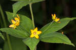 Whorled yellow loosestrife